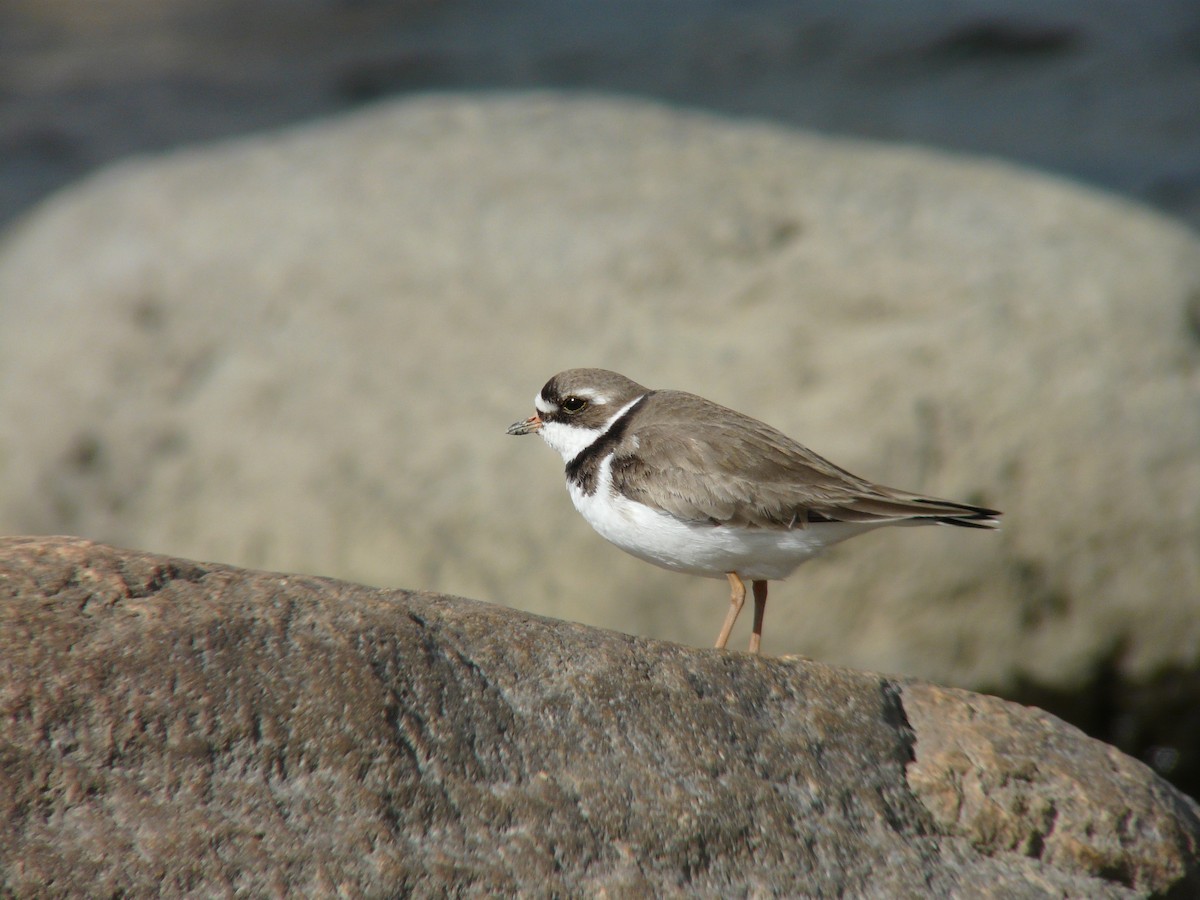 Semipalmated Plover - ML516392511