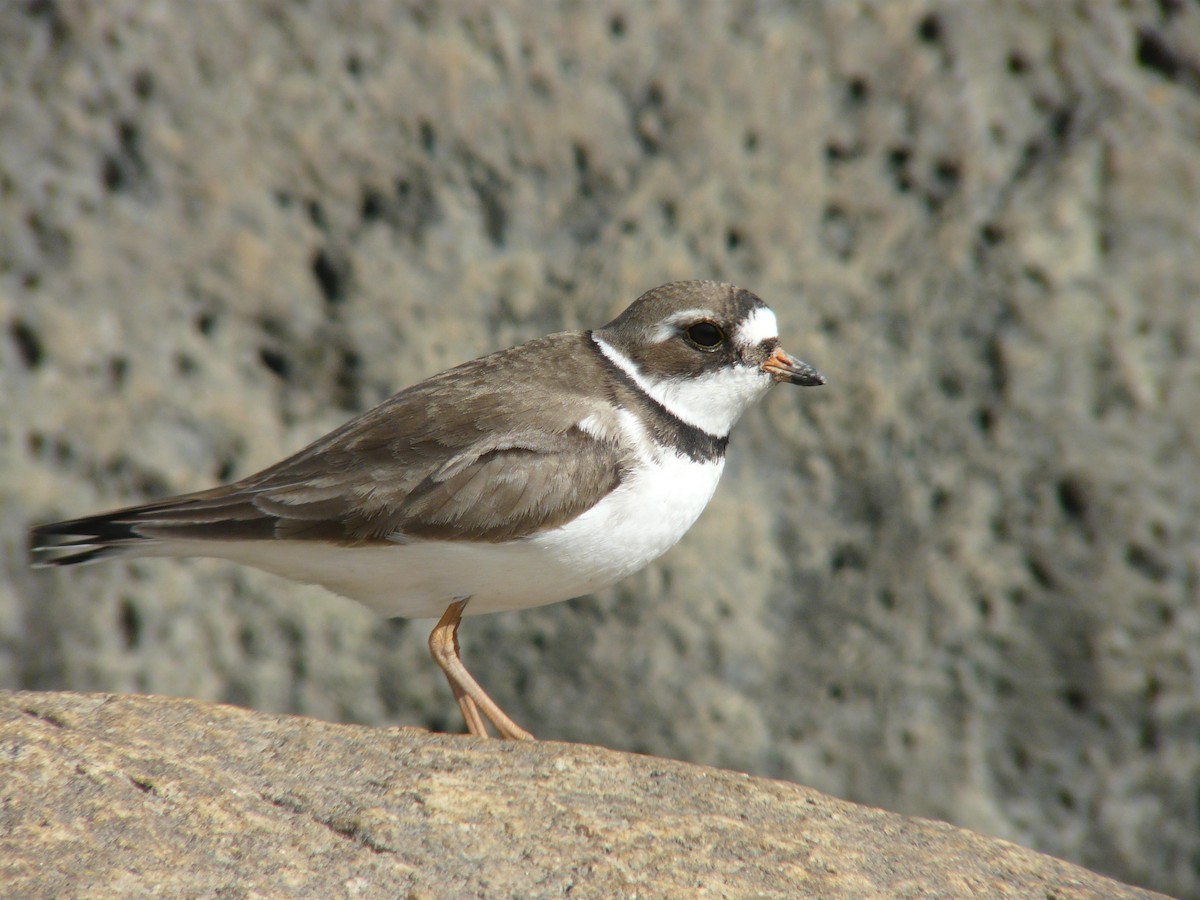 Semipalmated Plover - ML516392531