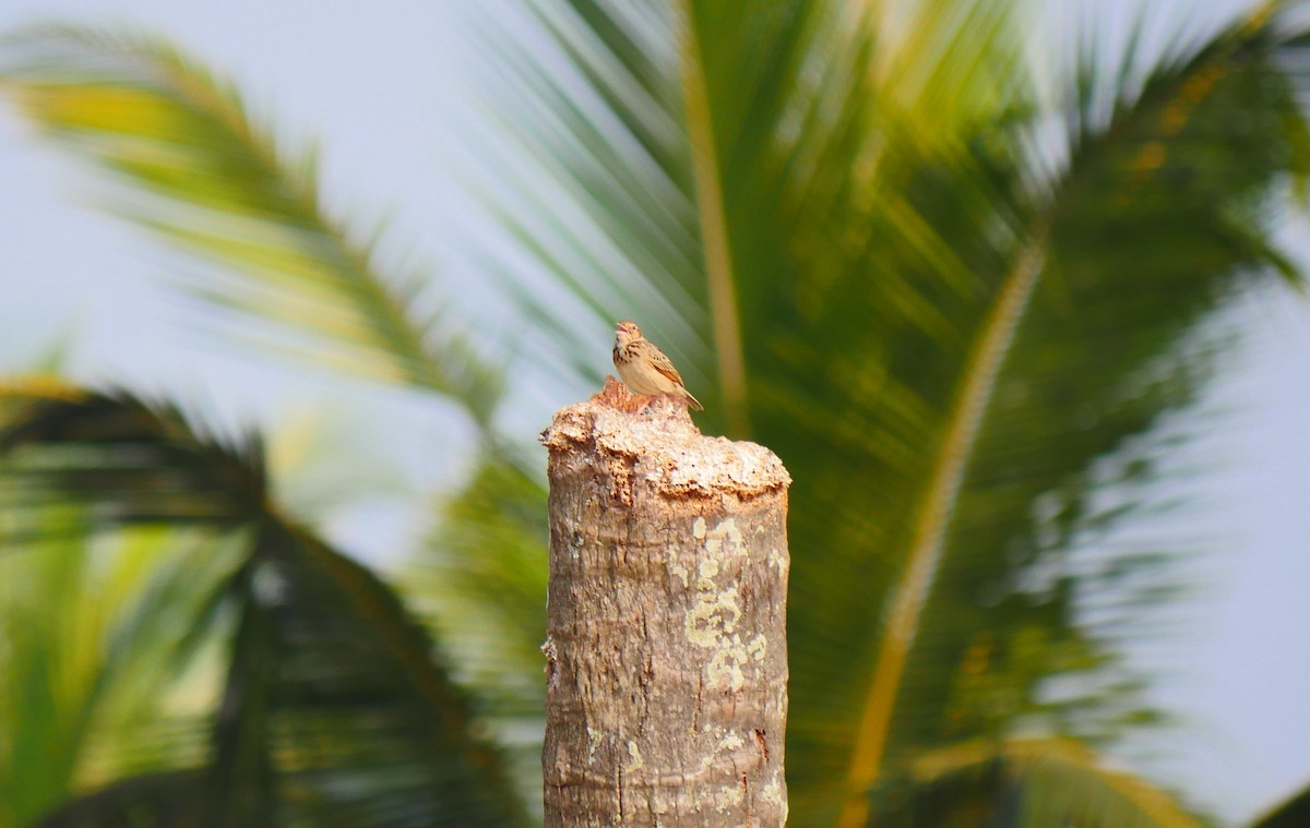 Alondra de Jerdon - ML516392611