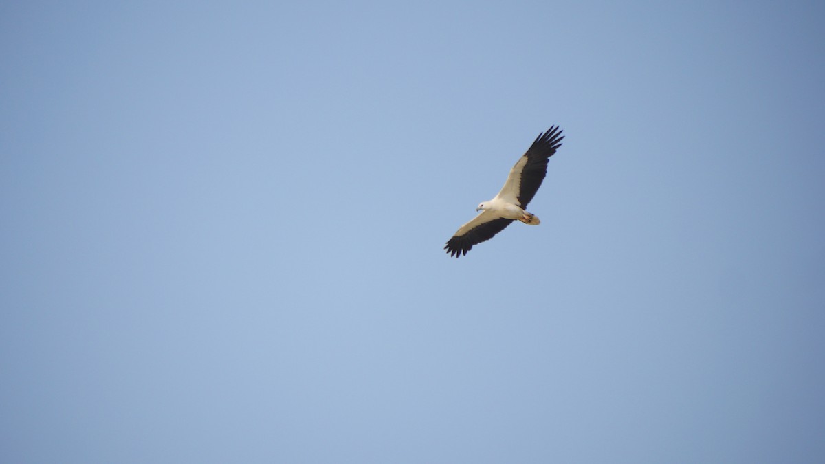 Pigargo Oriental - ML516392701