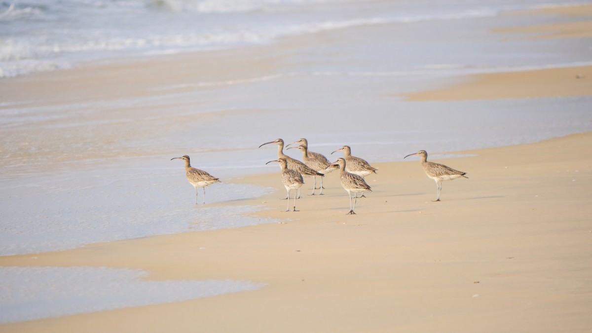 Zarapito Trinador Euroasiático - ML516392891