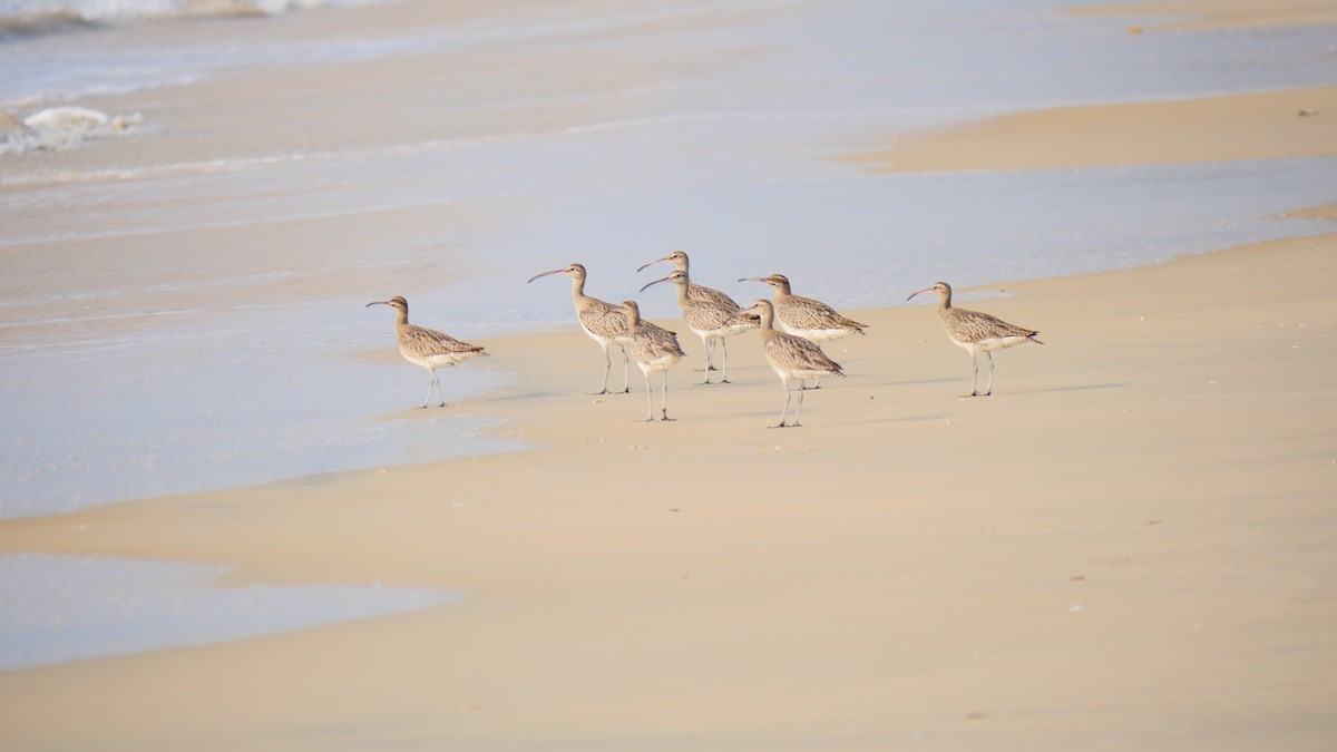 Zarapito Trinador Euroasiático - ML516392901