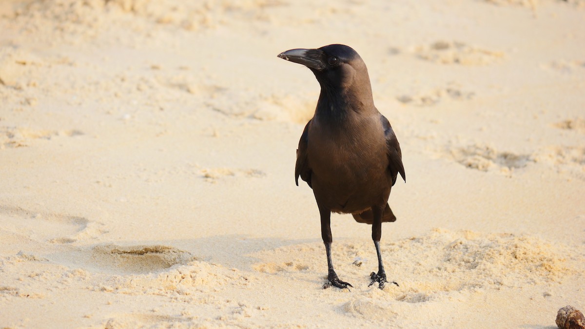 Cuervo Indio - ML516393051