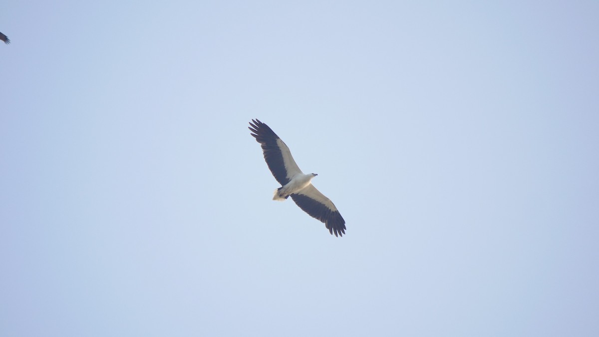 Pigargo Oriental - ML516393291