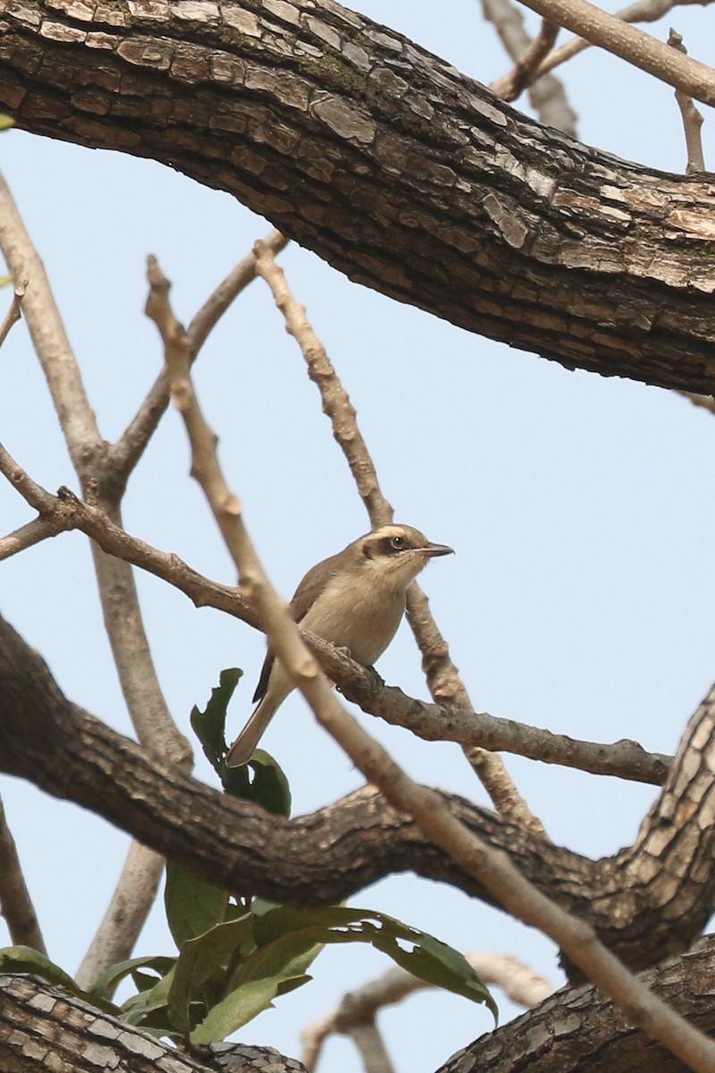 Common Woodshrike - ML516393721