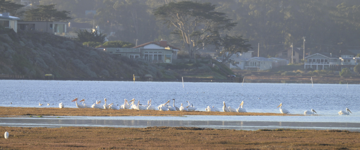 Tundra Swan - ML516394961