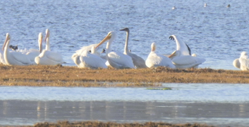 Tundra Swan - ML516394981