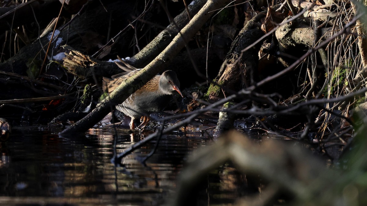 Water Rail - ML516396311