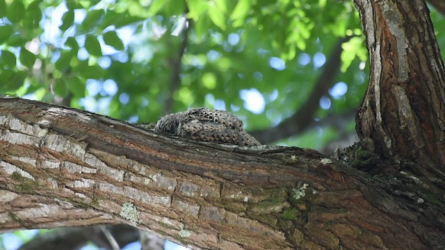 Short-tailed Nighthawk - ML516396391