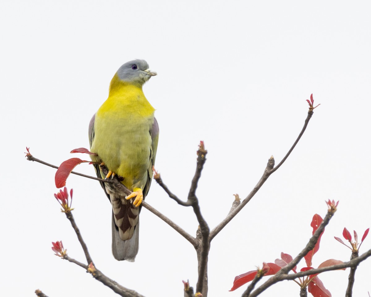 Yellow-footed Green-Pigeon - Vikram S