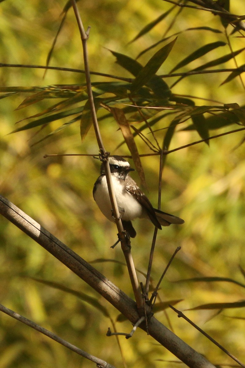 White-browed Fantail - ML516396691