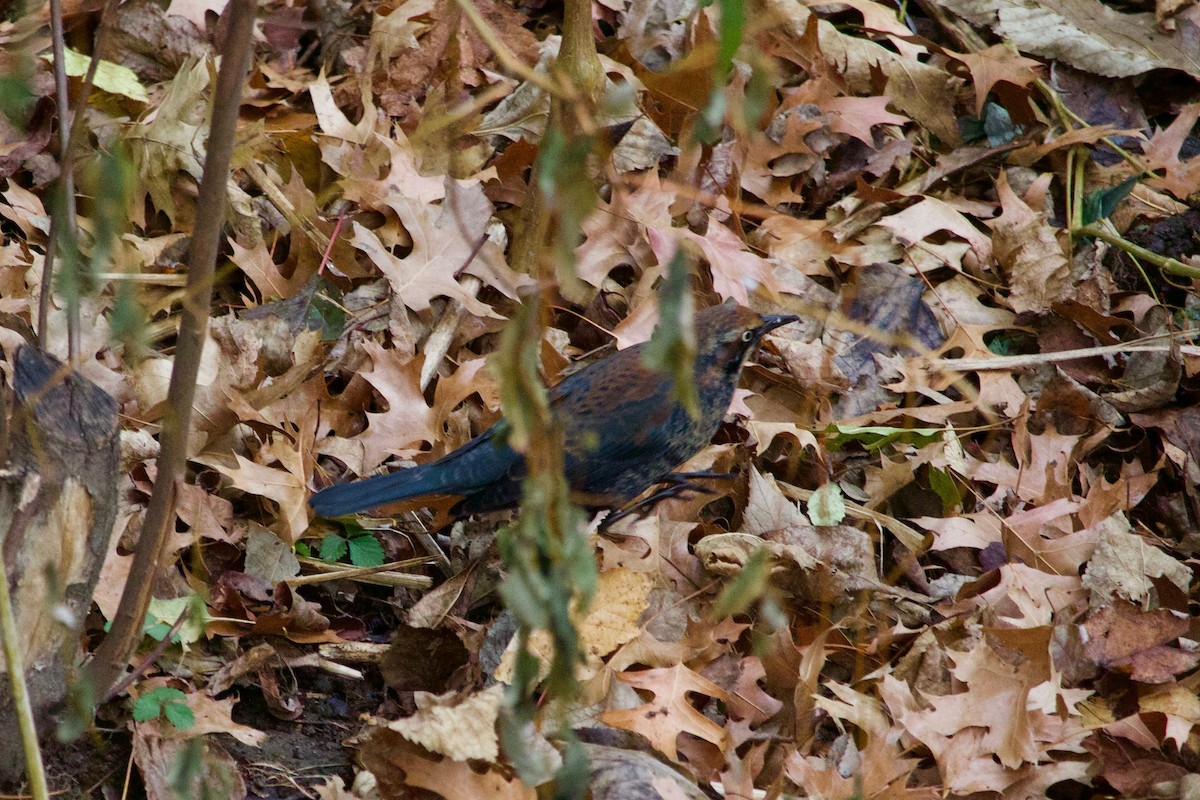 Rusty Blackbird - ML516396871