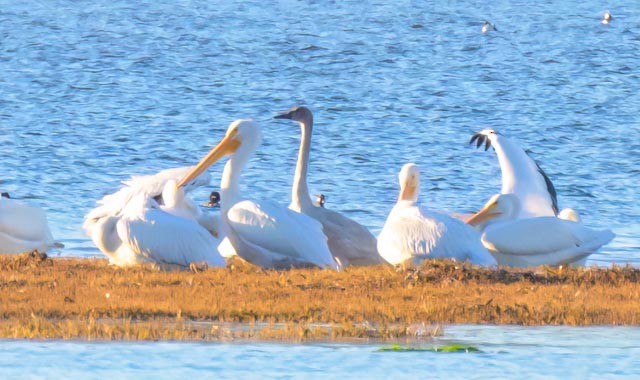 Tundra Swan - ML516397071