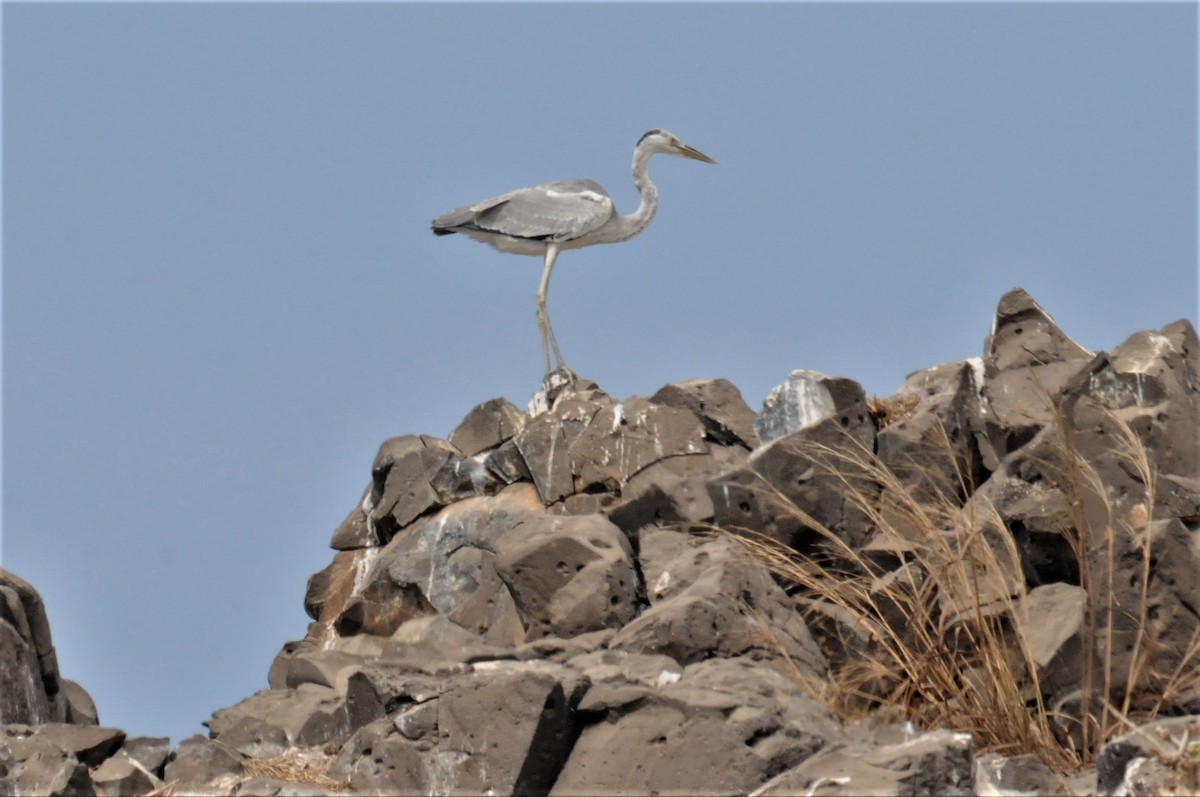 Gray Heron - ML51639781