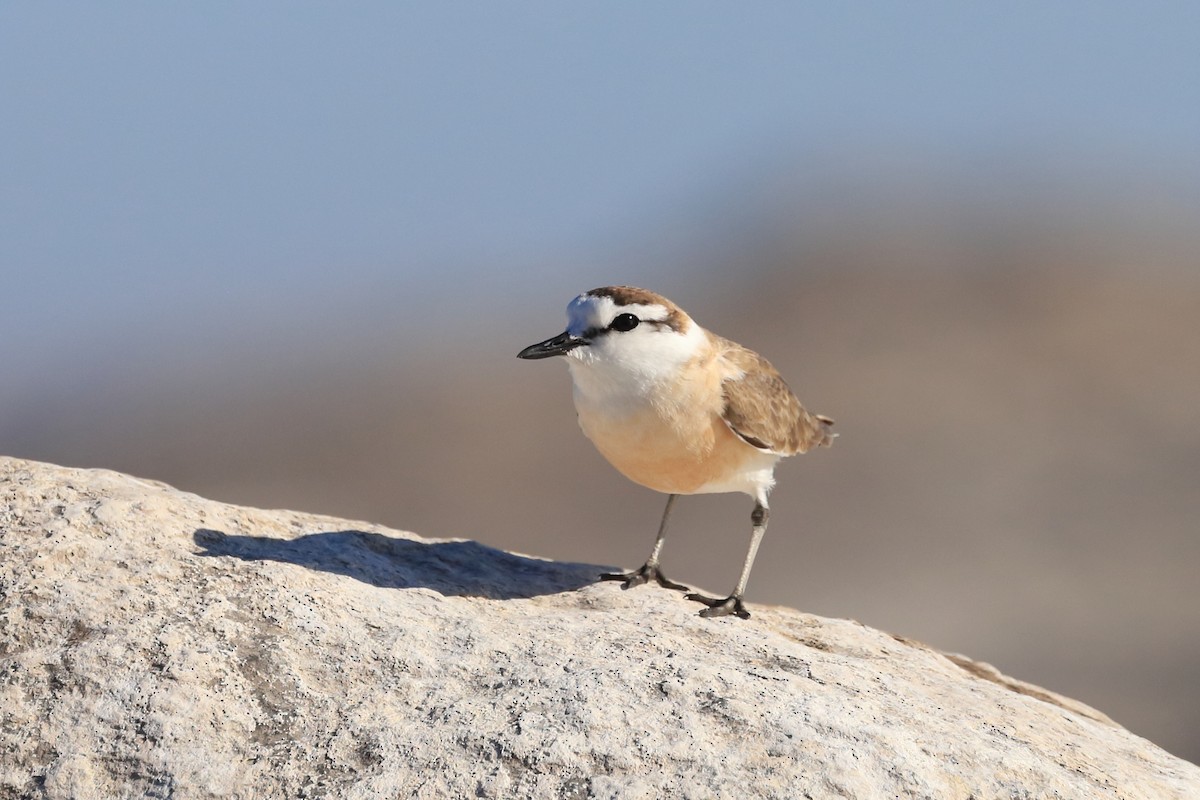 White-fronted Plover - ML516398021