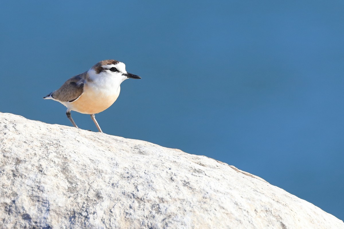 White-fronted Plover - ML516398031