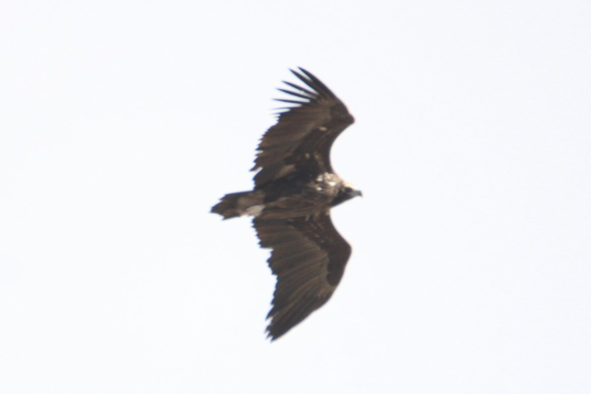 Cinereous Vulture - ML516398921