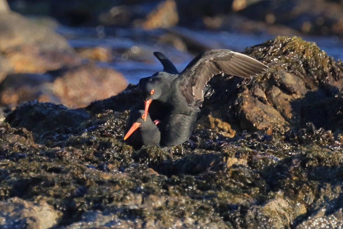 African Oystercatcher - ML516399121