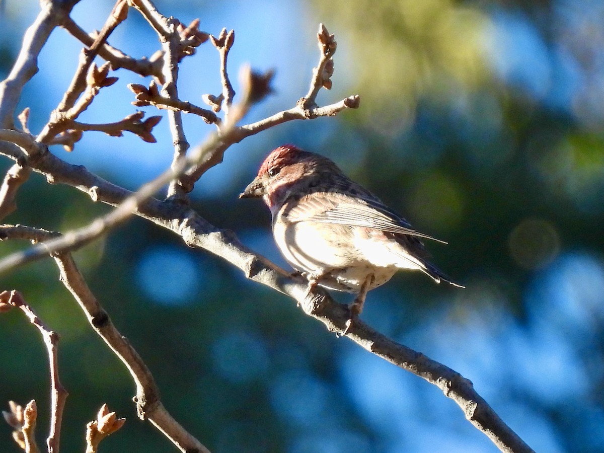 Cassin's Finch - ML516399981