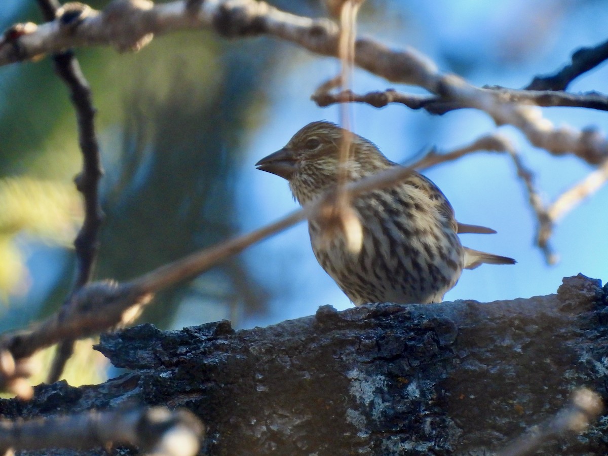 Cassin's Finch - ML516400011