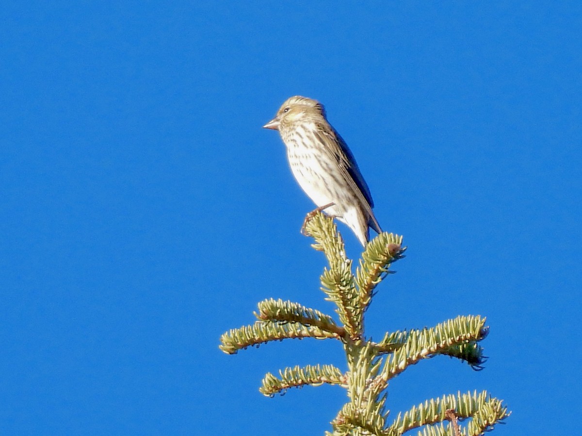 Cassin's Finch - ML516400061