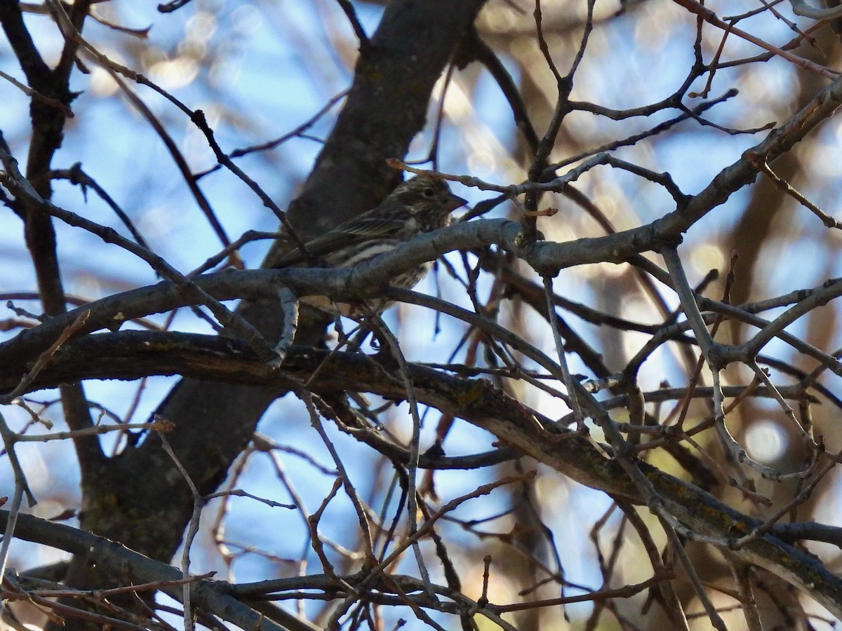 Cassin's Finch - ML516400071