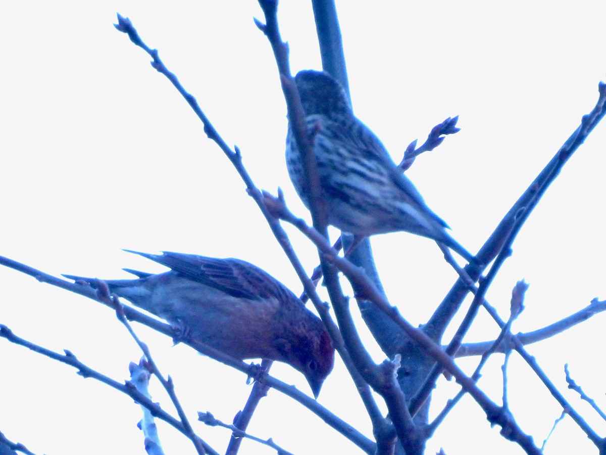 Cassin's Finch - ML516400171