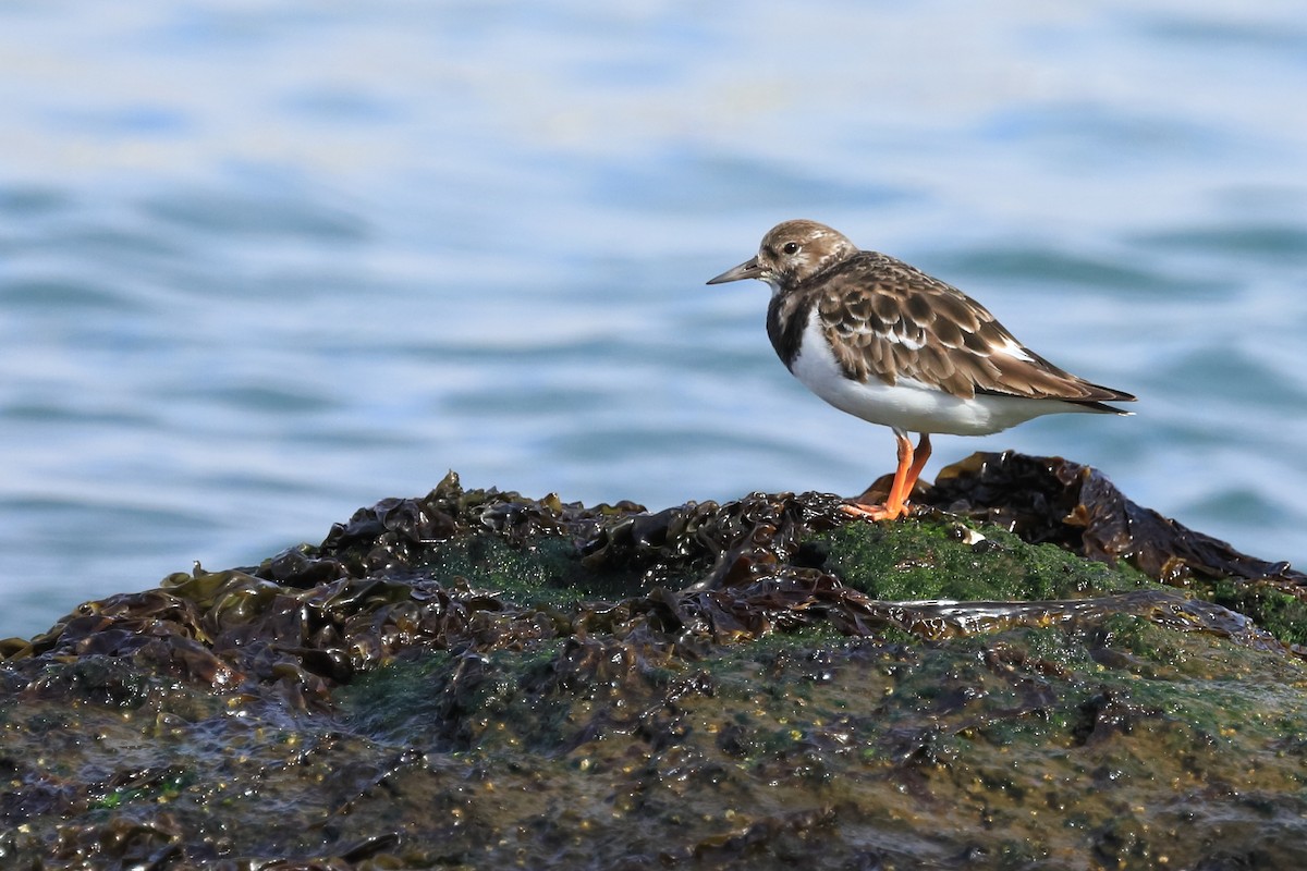 Ruddy Turnstone - ML516400401