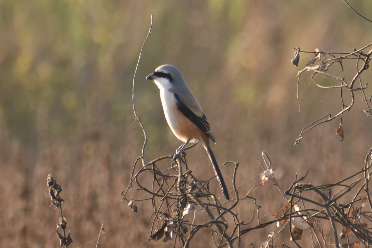 Long-tailed Shrike - ML516400701