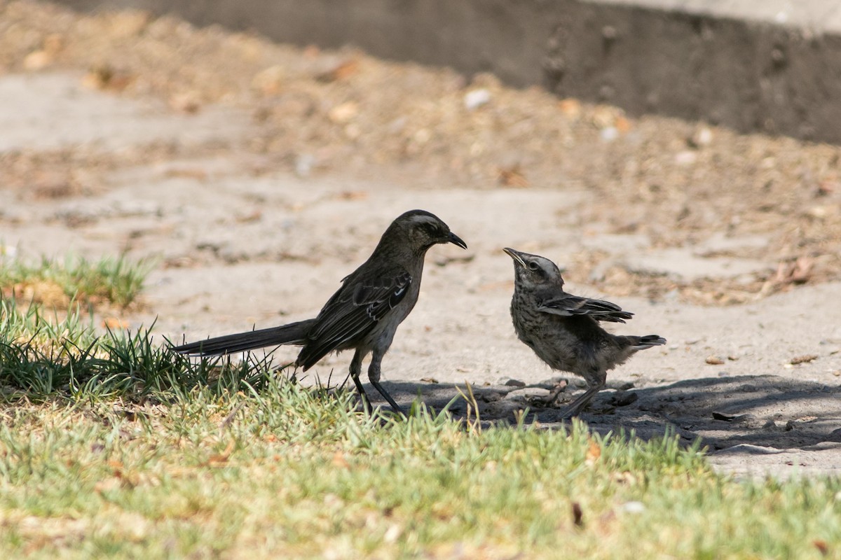 Chilean Mockingbird - Ariel Cabrera Foix