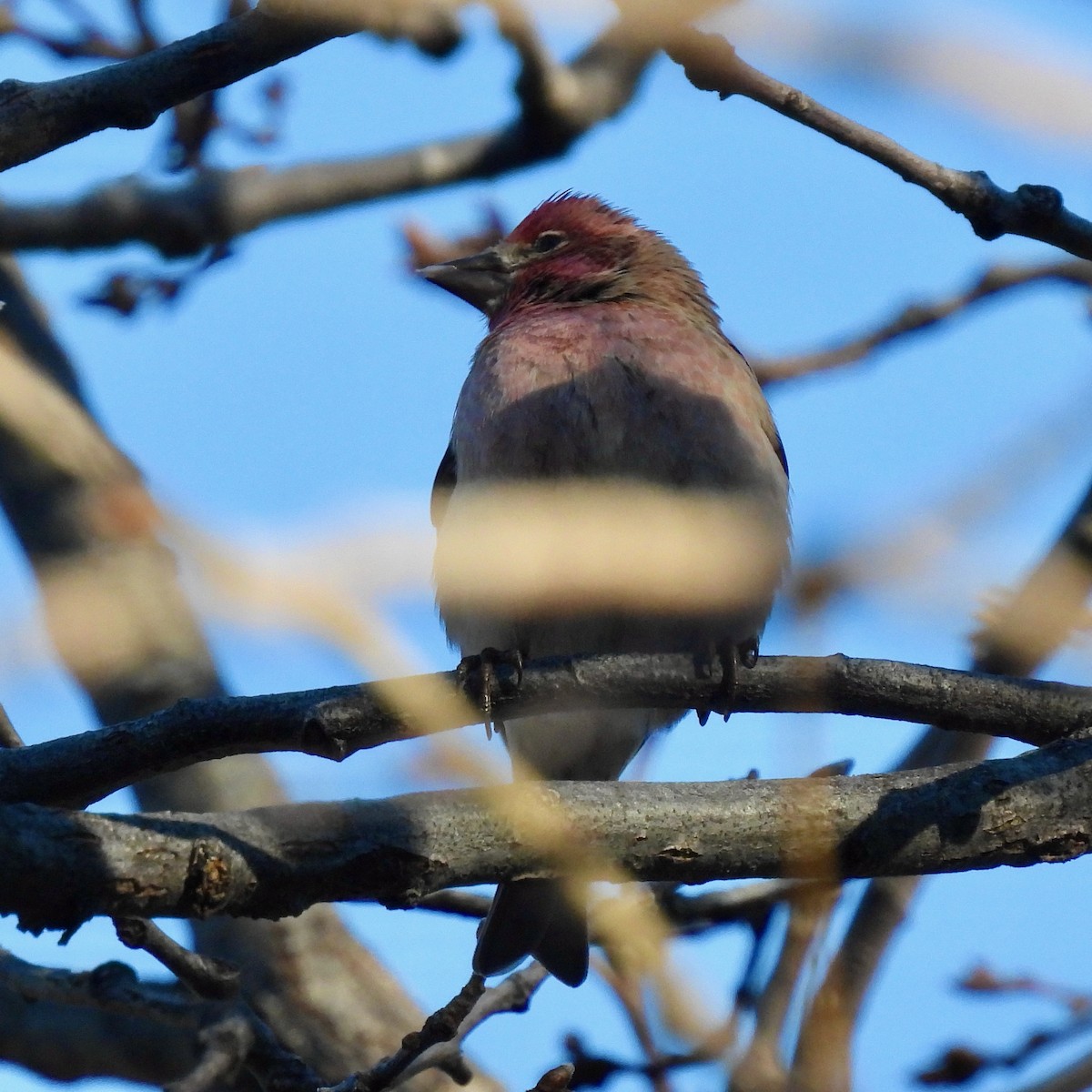 Cassin's Finch - ML516400951