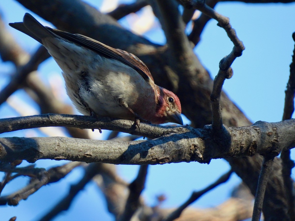 Cassin's Finch - ML516400981