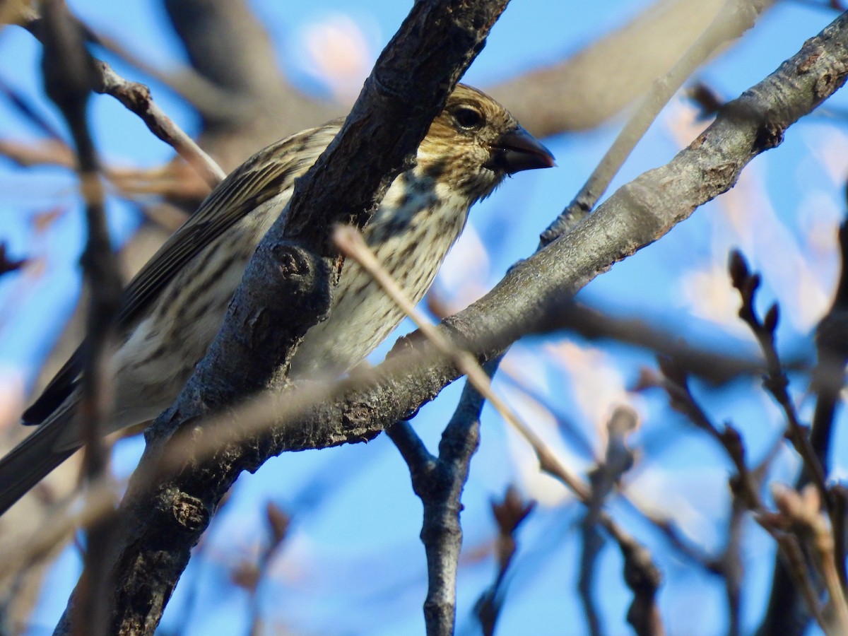 Cassin's Finch - ML516401041