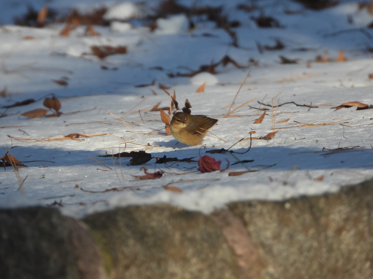 Dusky Warbler - Jeongwoo Park