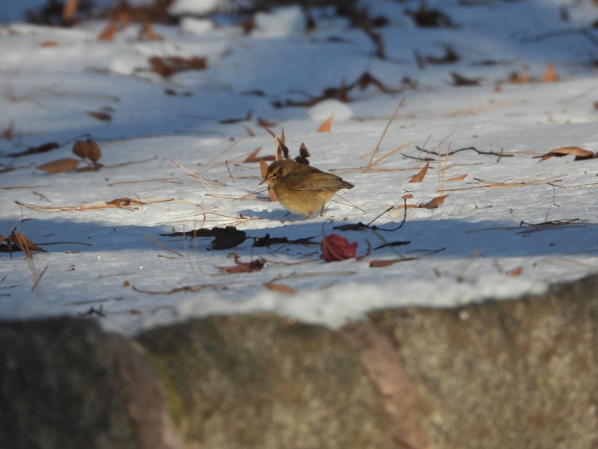 Dusky Warbler - Jeongwoo Park