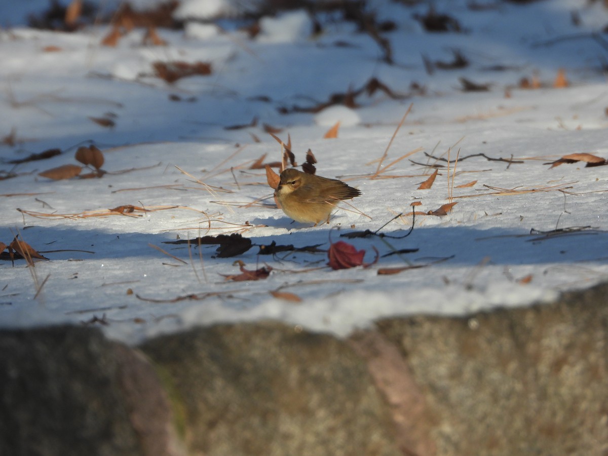 Dusky Warbler - Jeongwoo Park