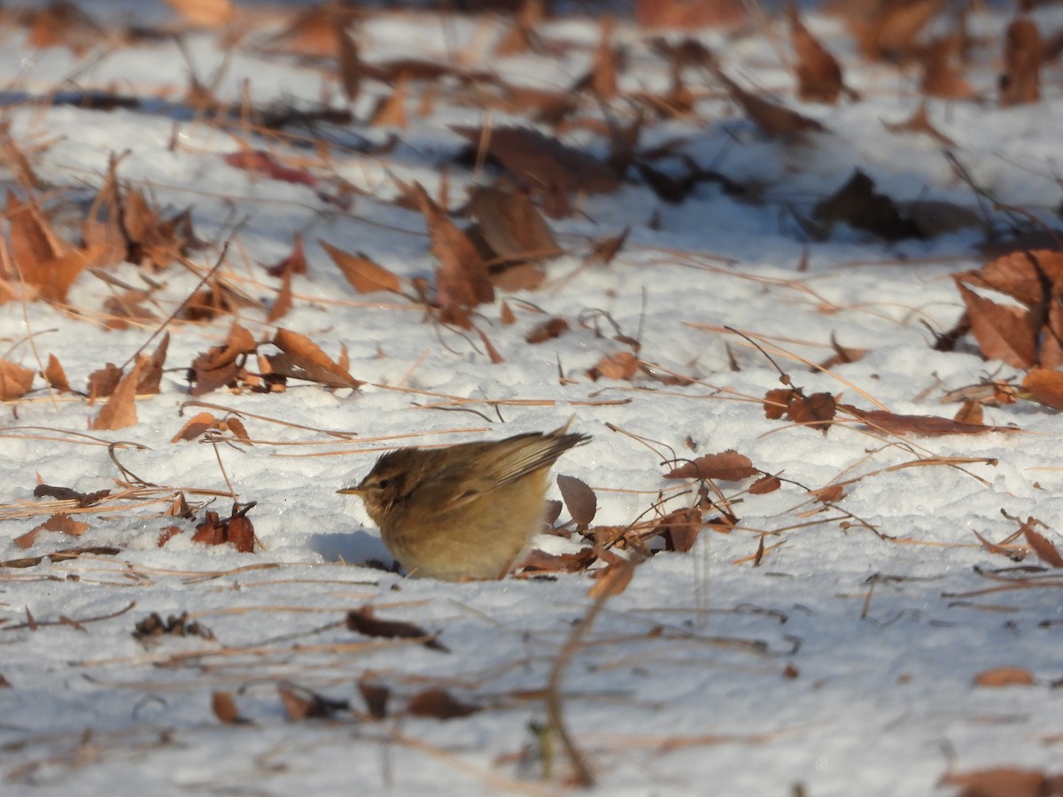 Dusky Warbler - Jeongwoo Park