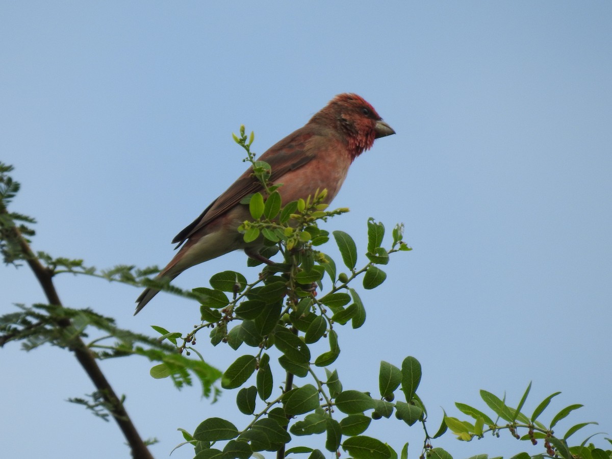 Common Rosefinch - ML516401941