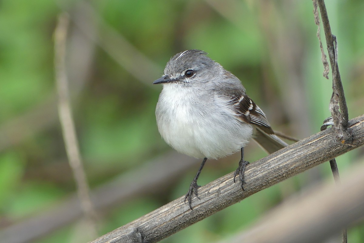 White-crested Tyrannulet (White-bellied) - ML516402491