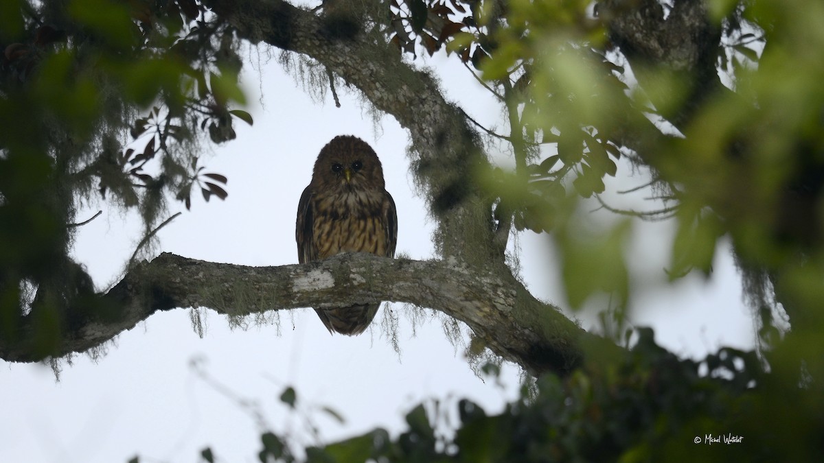 Vermiculated Fishing-Owl - ML516404621