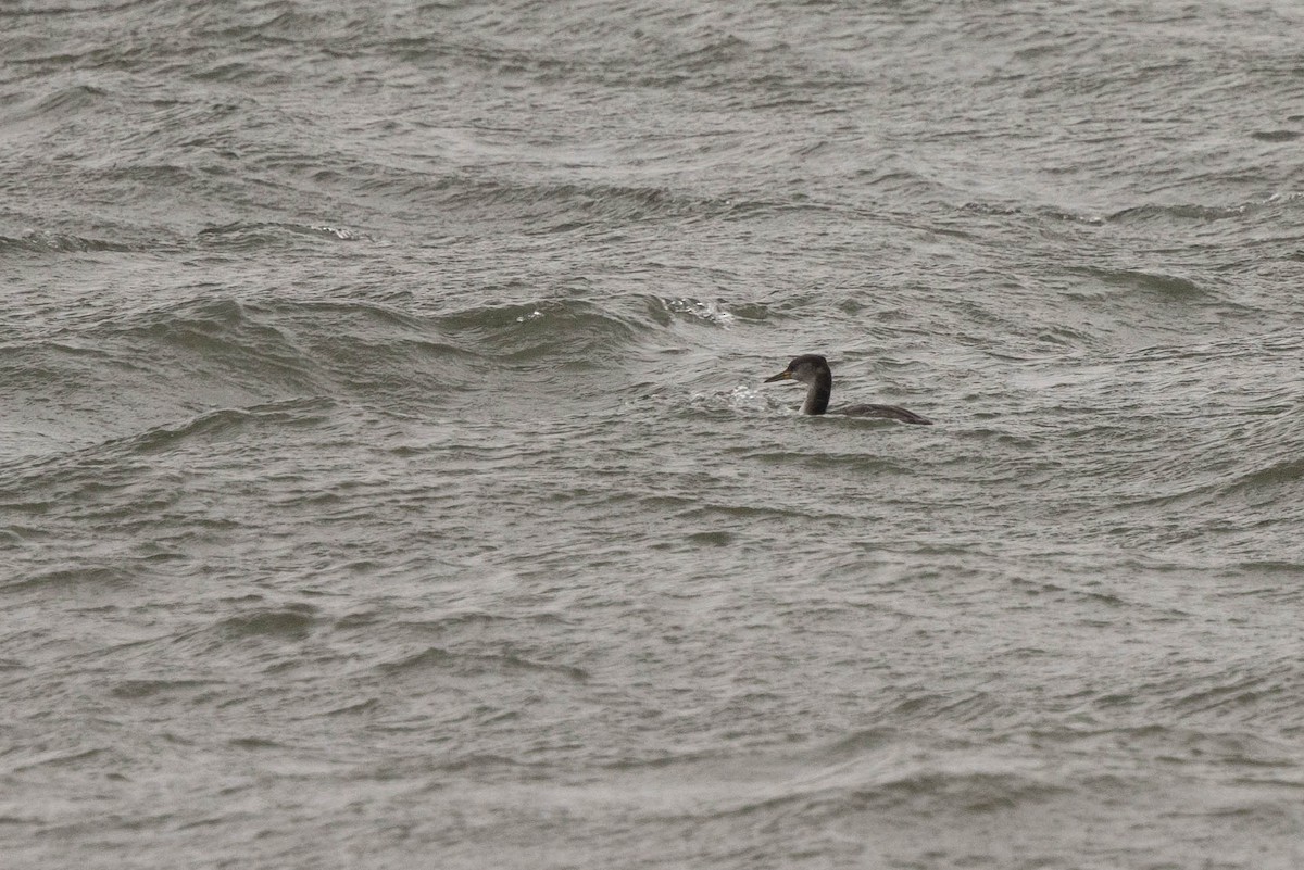 Red-necked Grebe - ML516405621