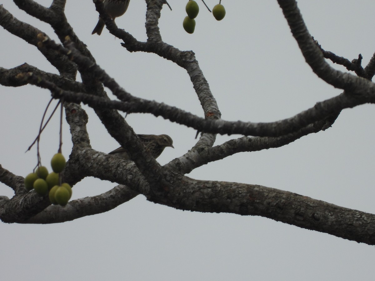 Tree Pipit - ML516406251