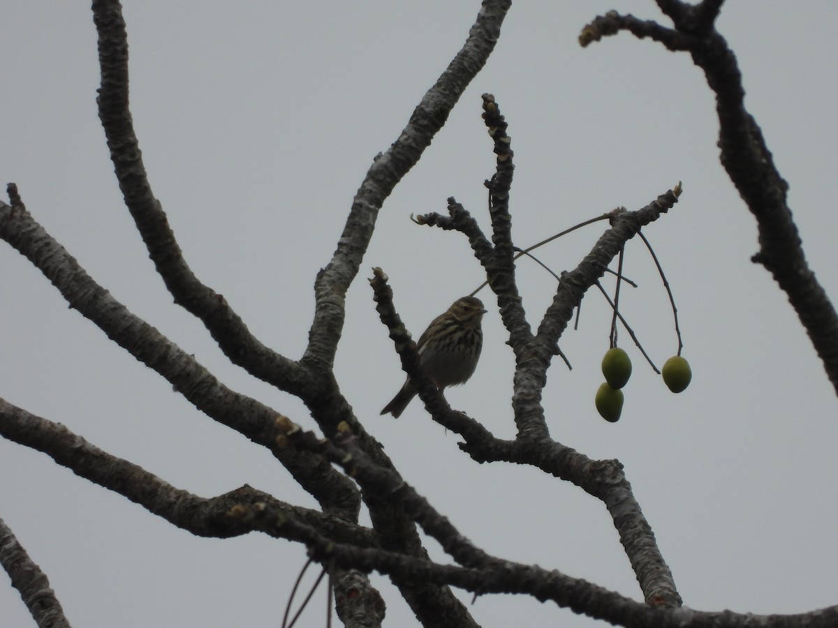 Tree Pipit - ML516406261