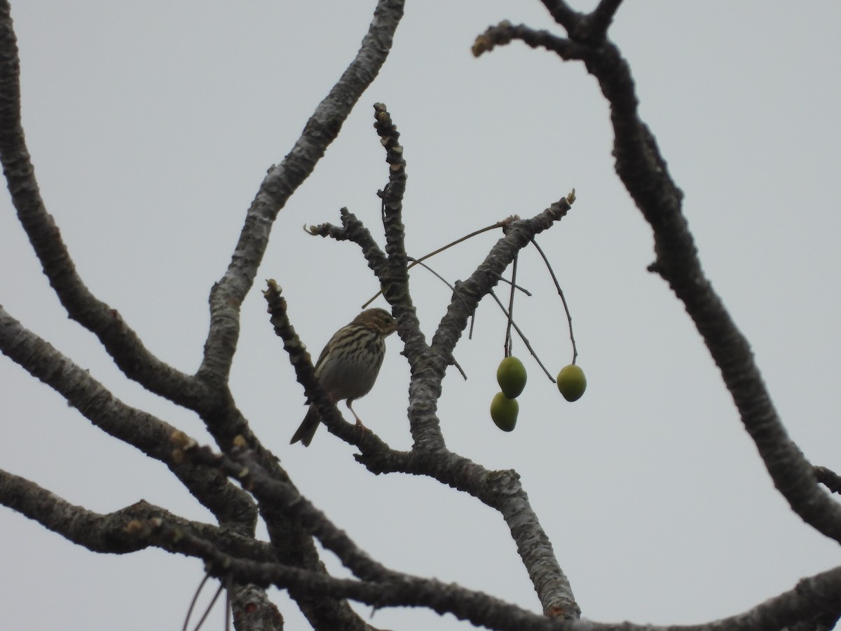 Tree Pipit - ML516406271