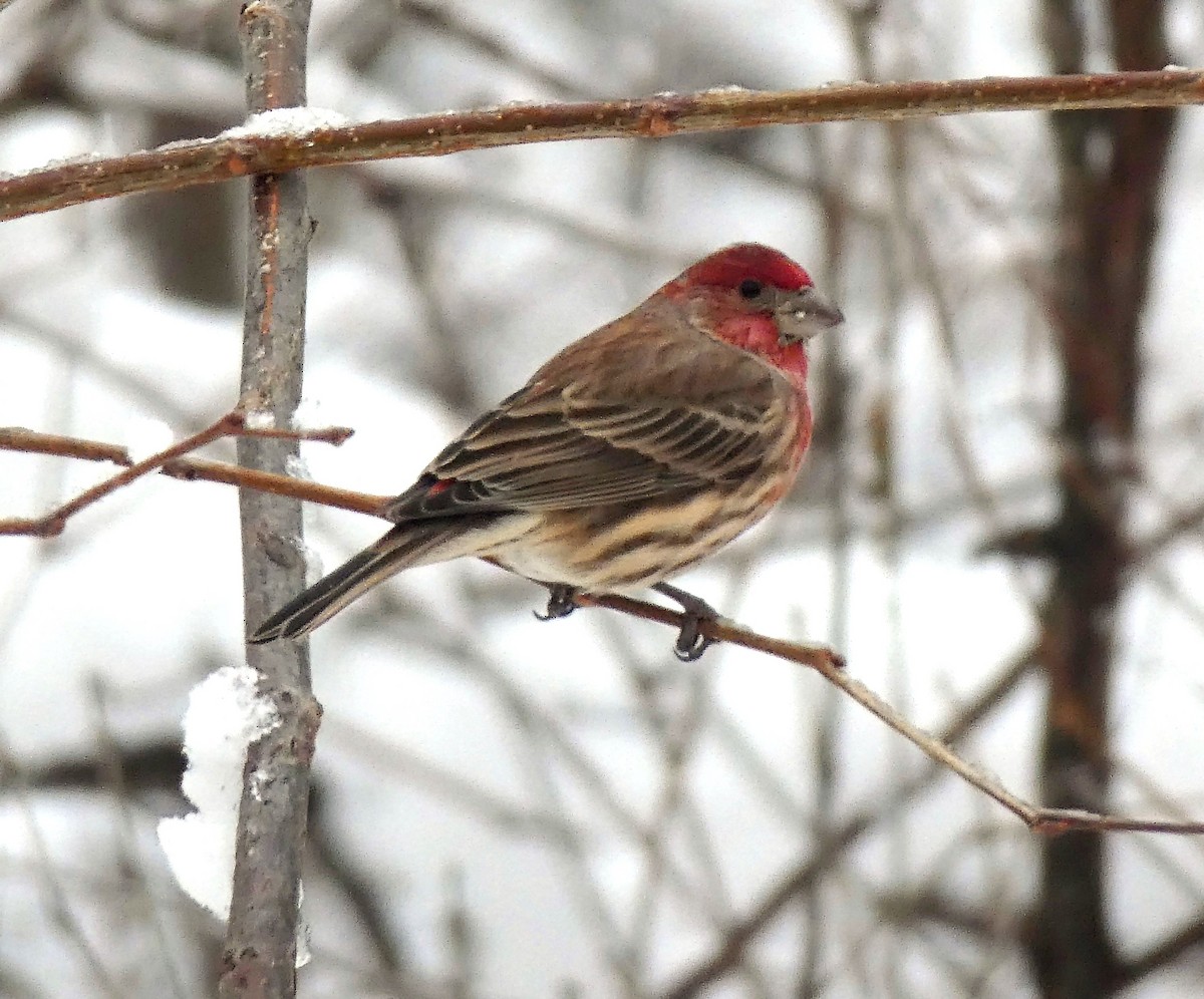 House Finch - ML516406351