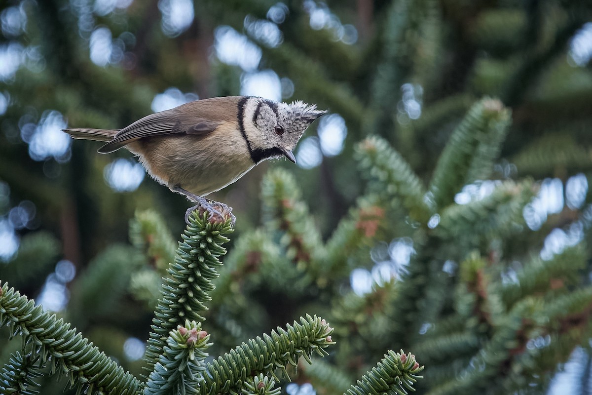 Crested Tit - Gonzalo Astete Martín