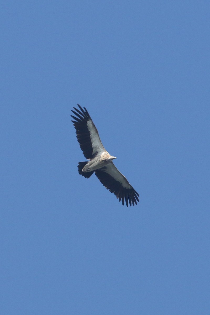 Himalayan Griffon - ML516407871