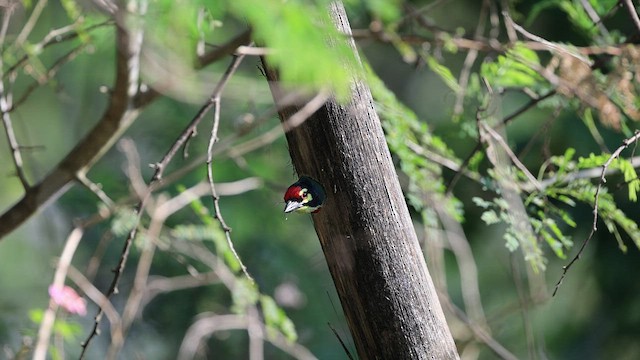 Coppersmith Barbet - ML516409441