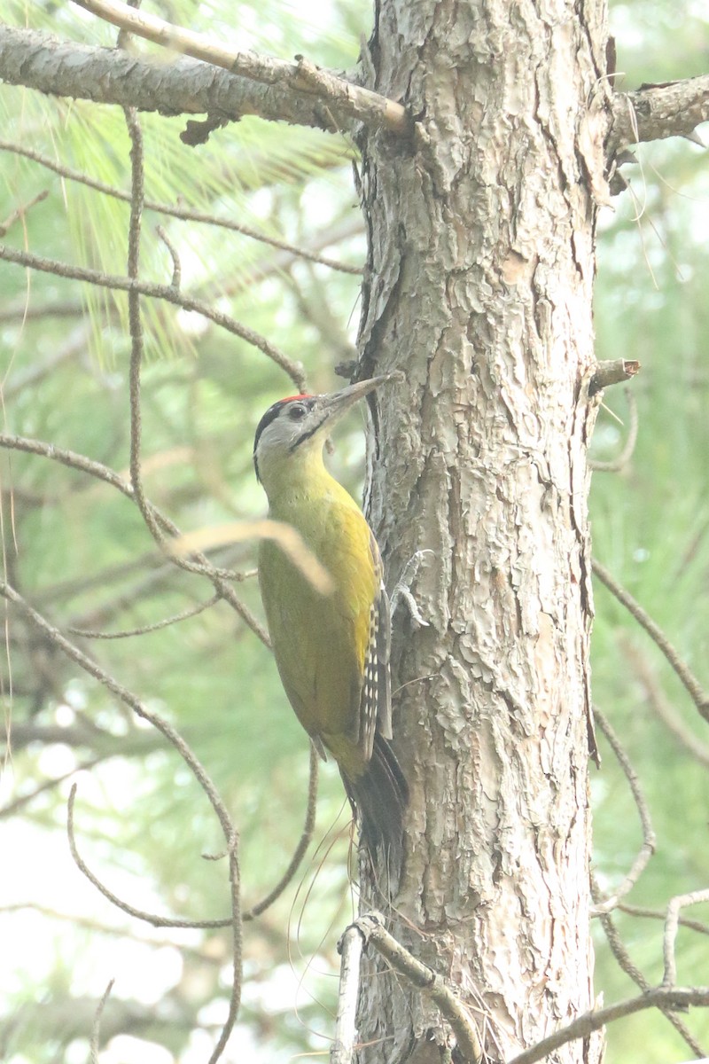 Gray-headed Woodpecker - ML516410441