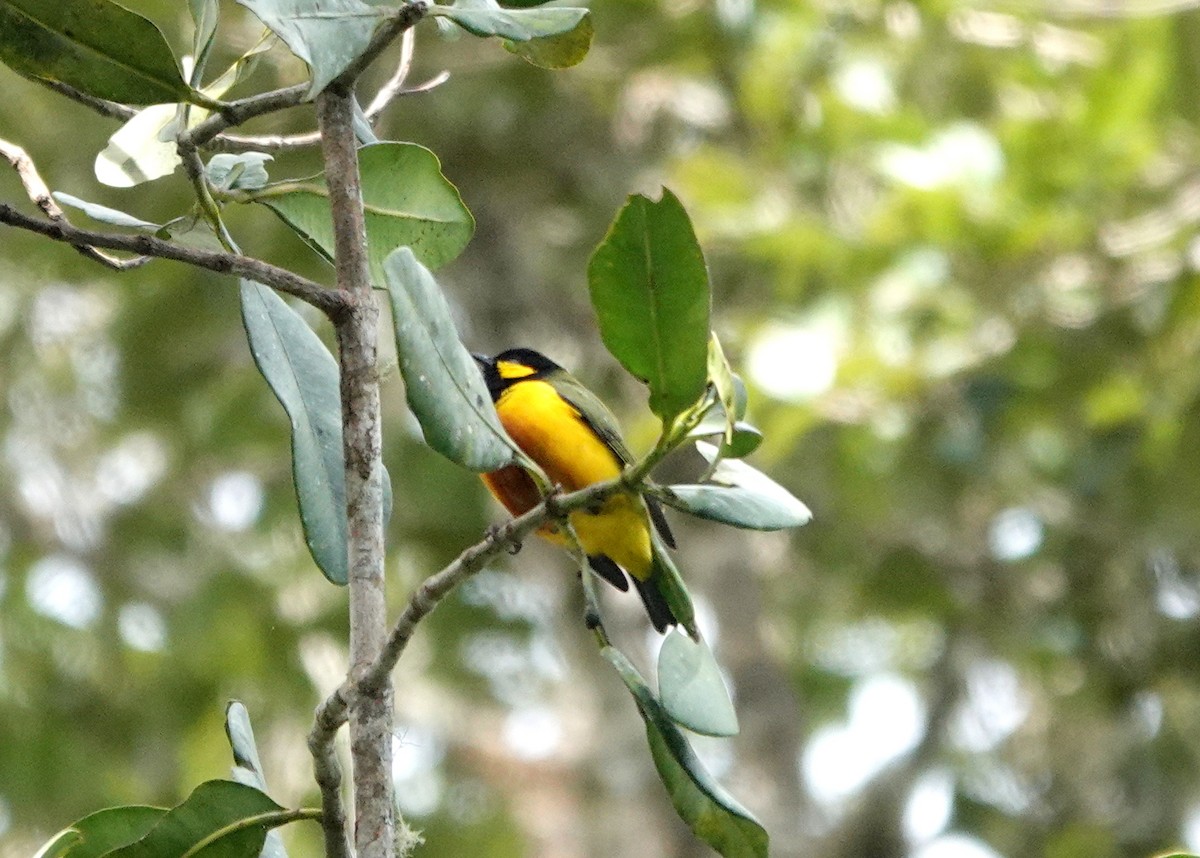 Tit Berrypecker - ML516411041